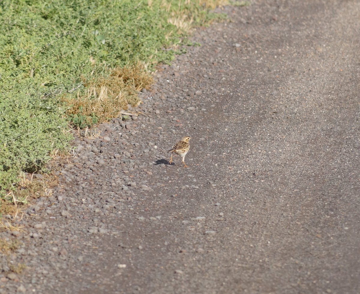 Australian Pipit - ML647655410