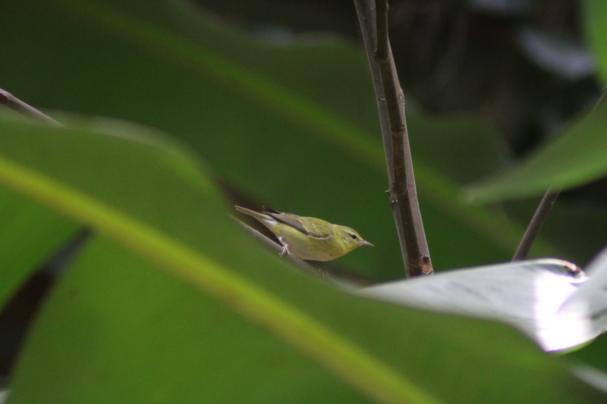 Tennessee Warbler - ML647655413