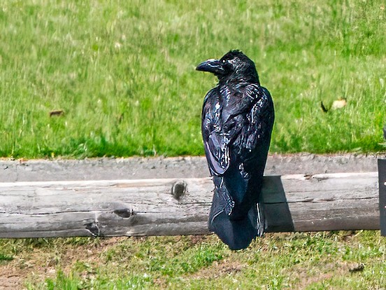 Large-billed Crow - ML647655428