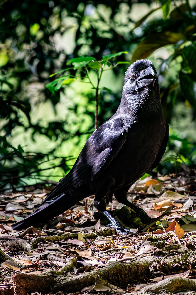 Large-billed Crow - ML647655430