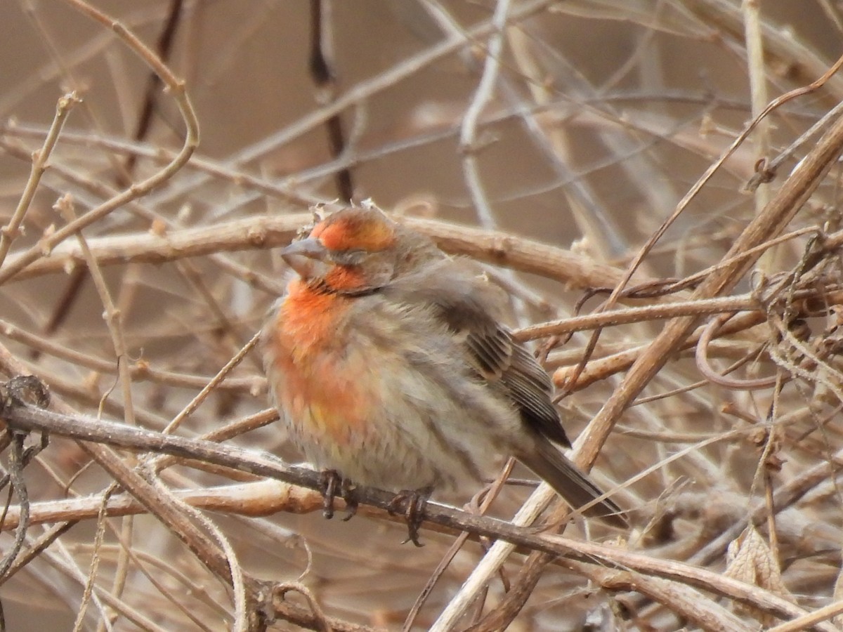 Чечевиця садова - ML647655433