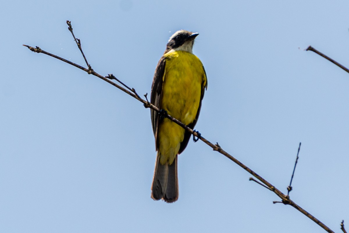 Tyran sociable - ML647655436