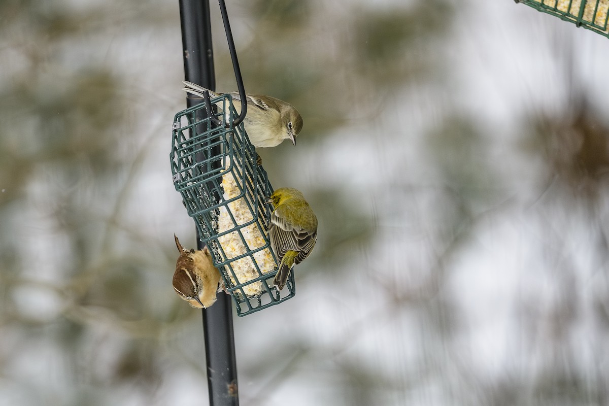 סבכון אורנים - ML647655453
