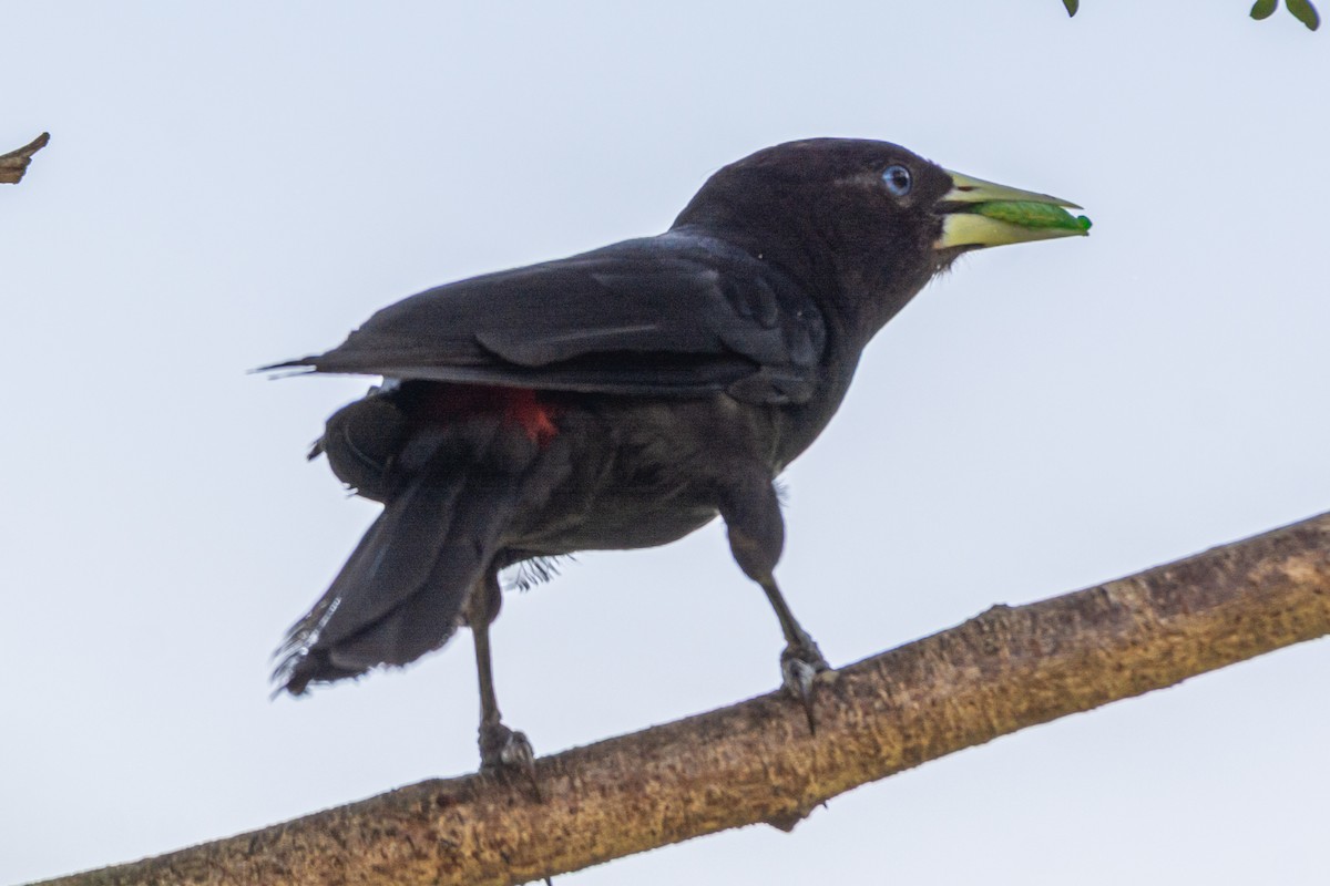 Kırmızı Sokumlu Kasik - ML647655456