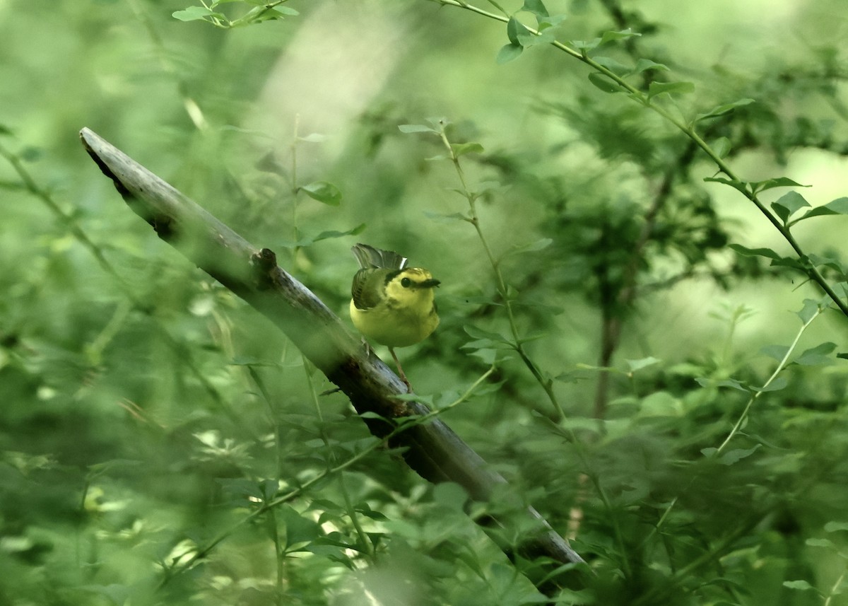 クロズキンアメリカムシクイ - ML647655457