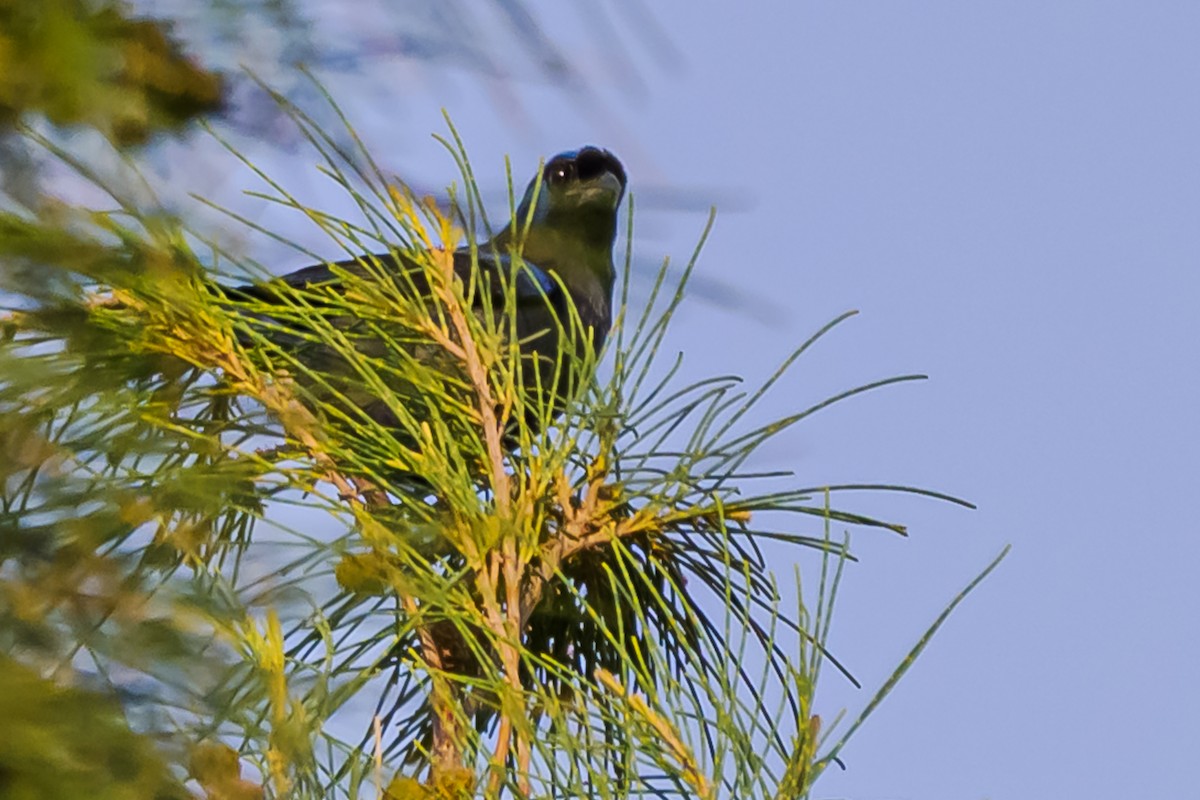 Diademed Tanager - ML647655462