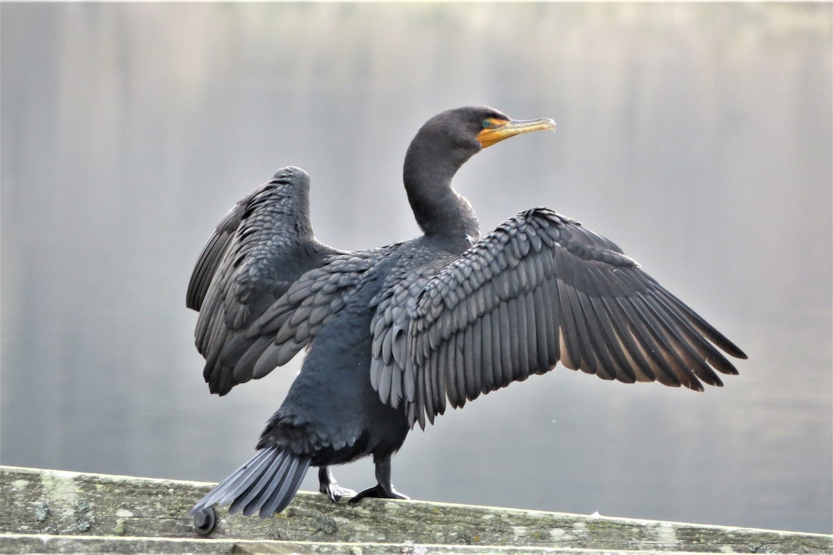 Cormorán Orejudo - ML647655463