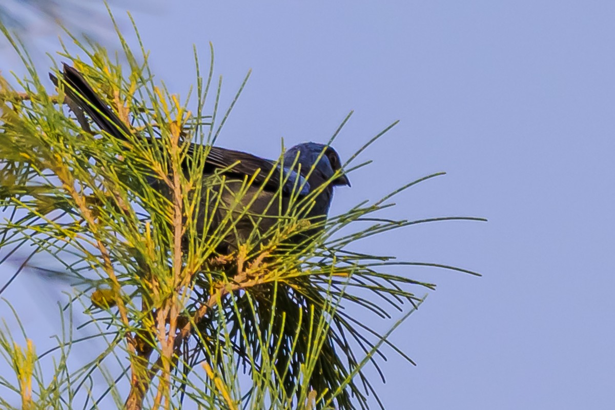 Diademed Tanager - ML647655467