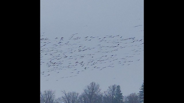 Белый гусь - ML647655509