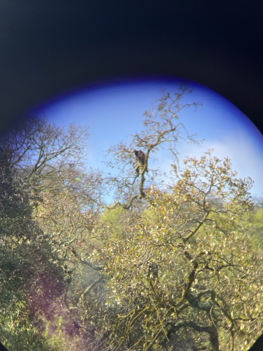 Turkey Vulture - ML647655511
