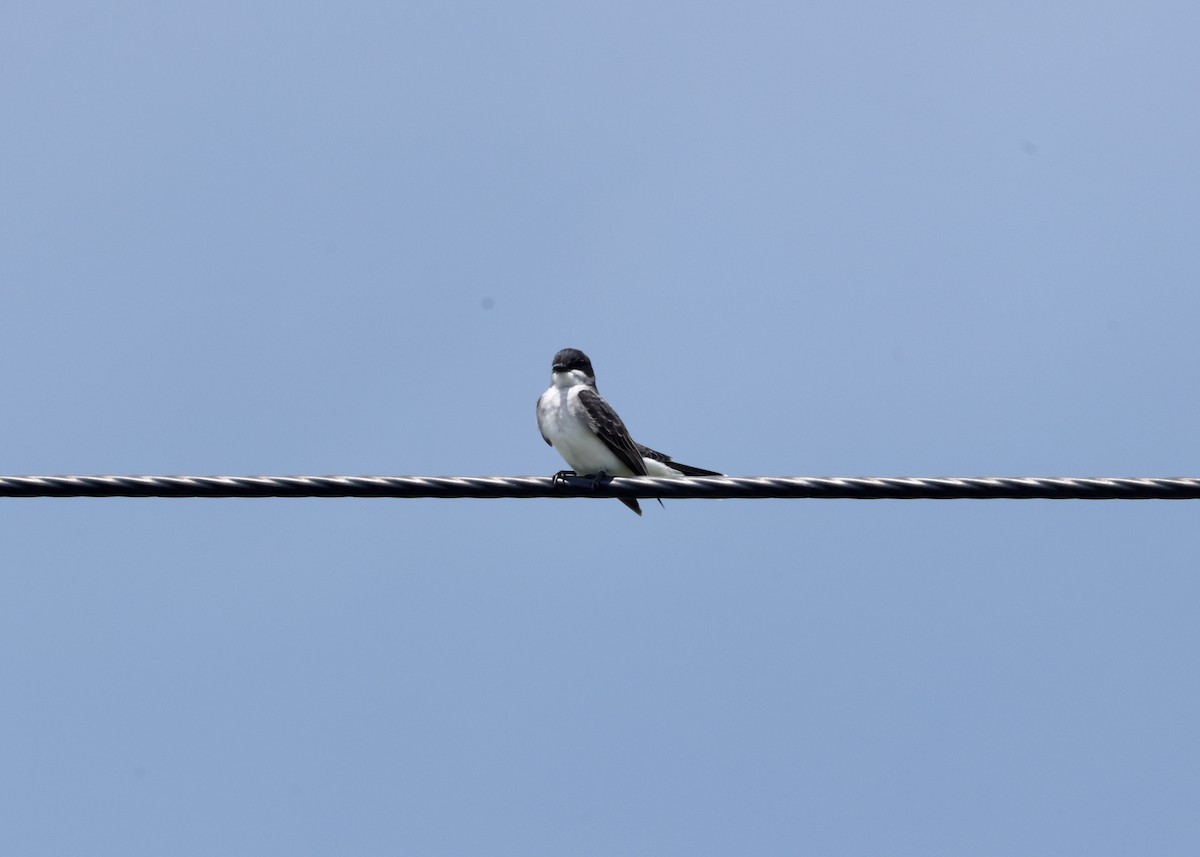 Tirano Oriental - ML647655523