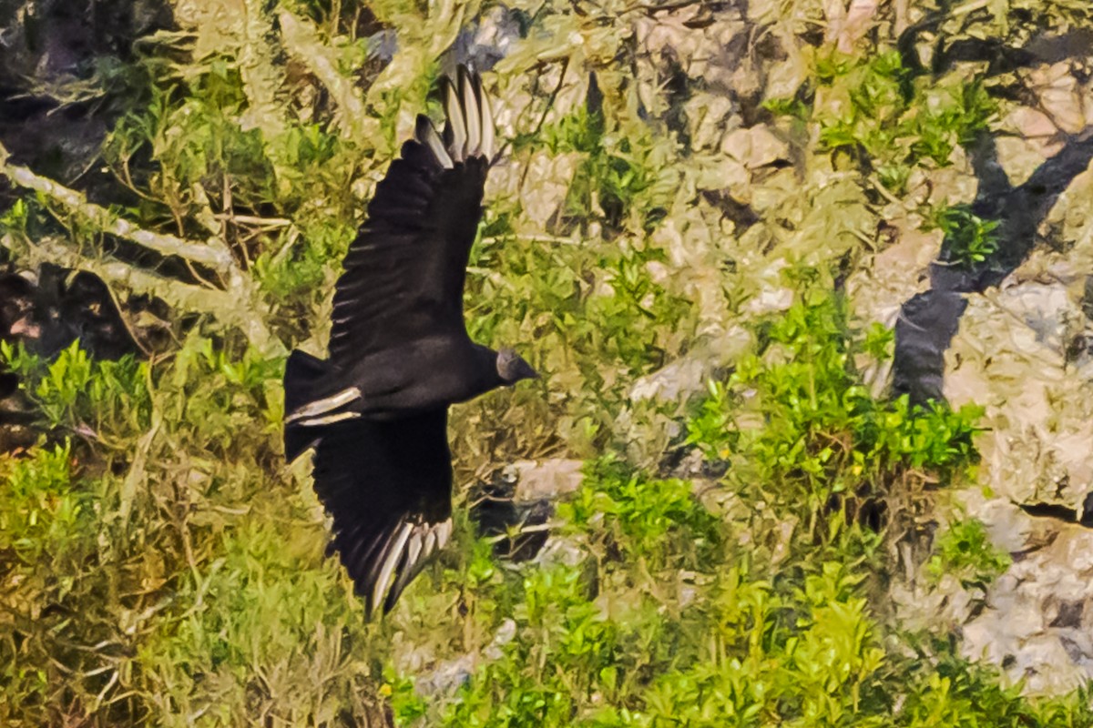 Катарта чорна - ML647655527