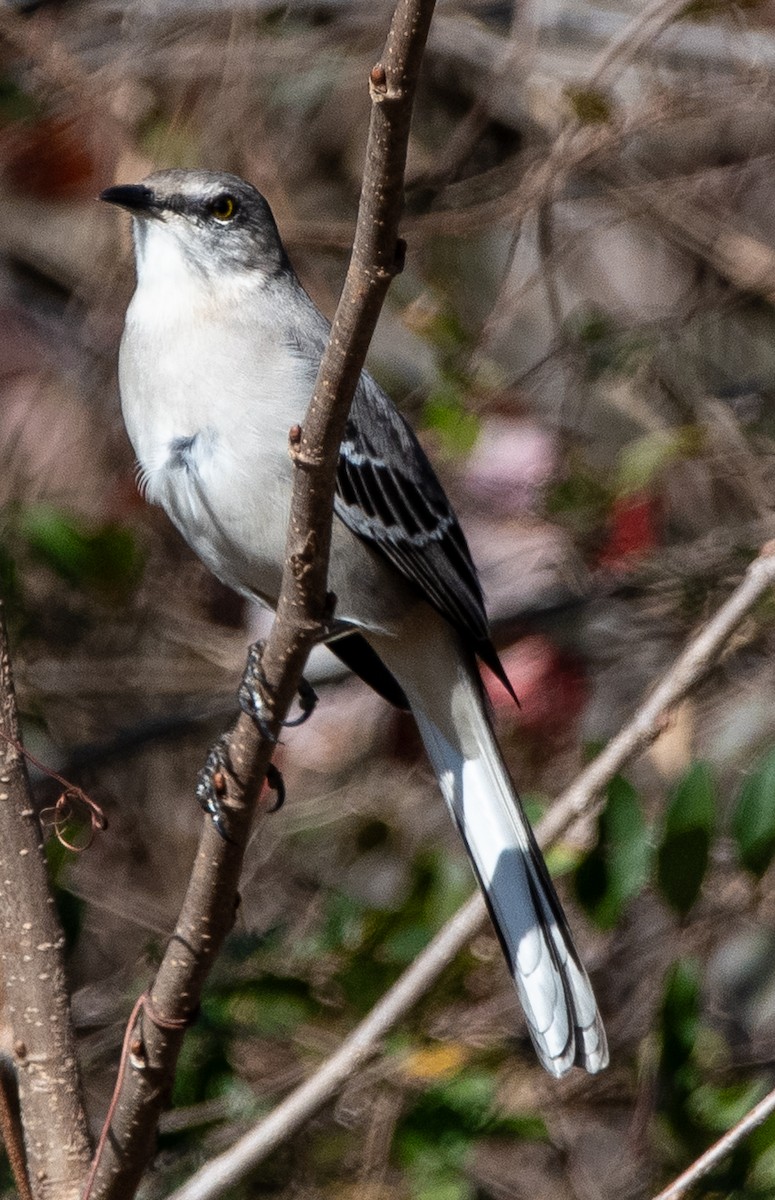 Northern Mockingbird - ML647655545