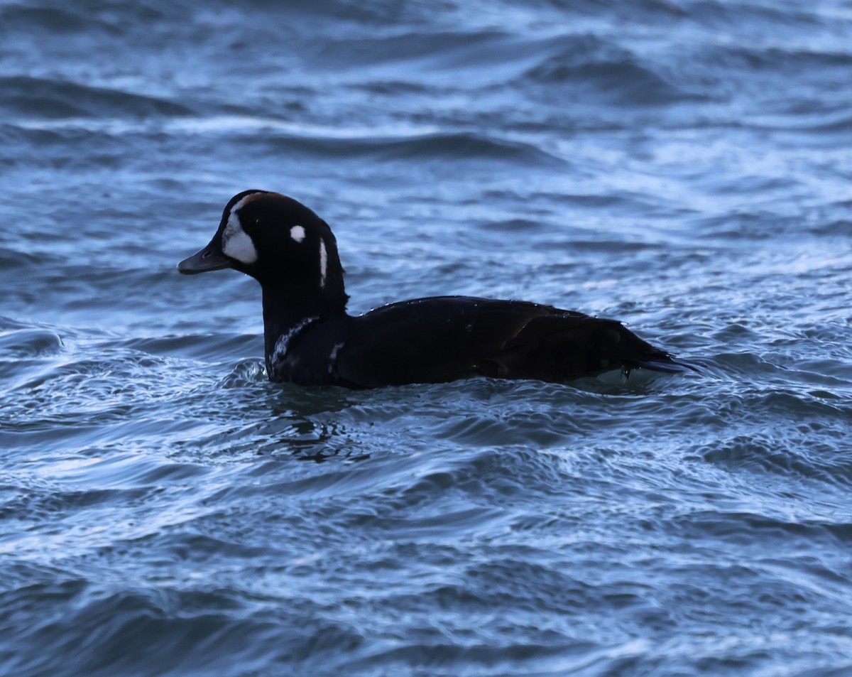 Palyaço Ördeği - ML647655547