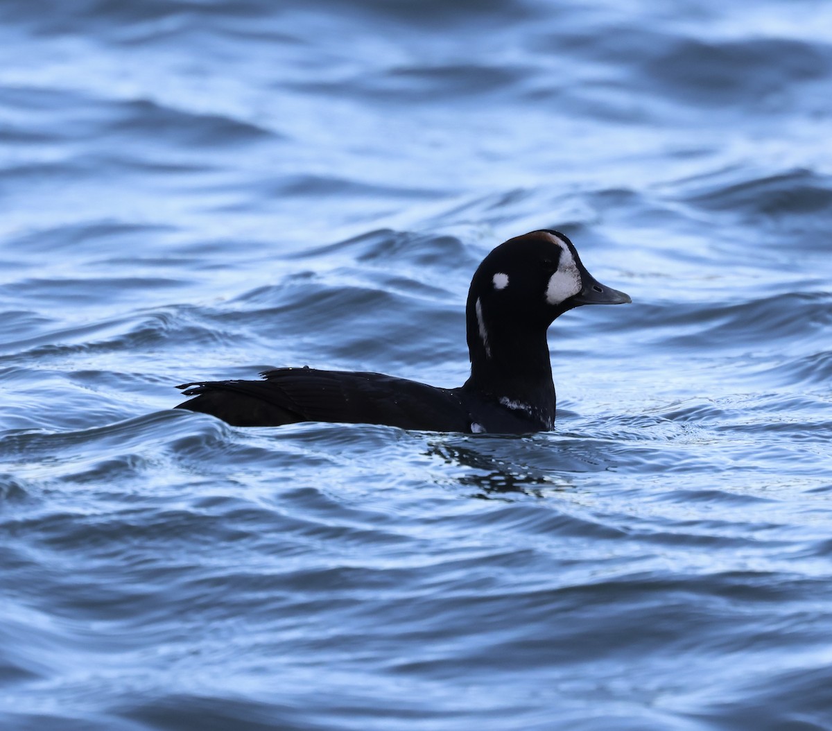 Palyaço Ördeği - ML647655548