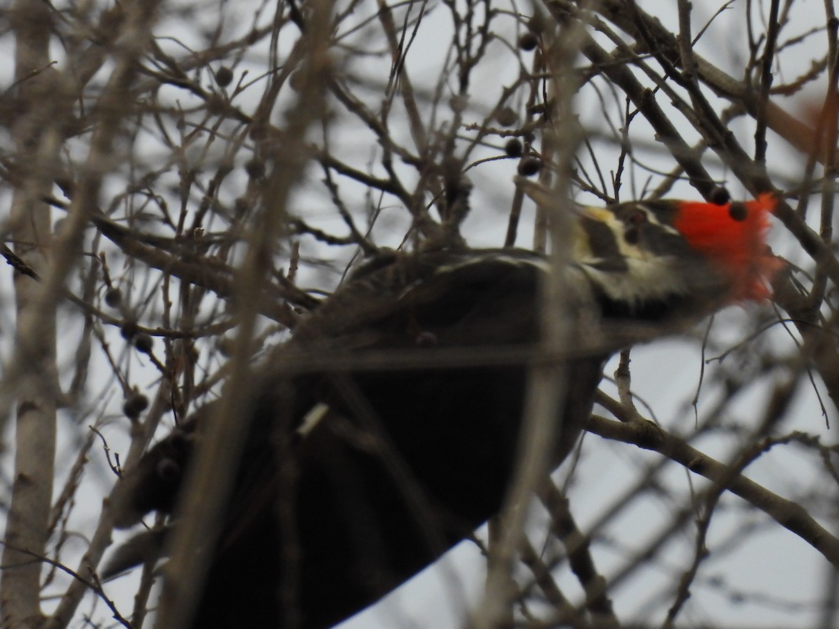Pileated Woodpecker - ML647655549