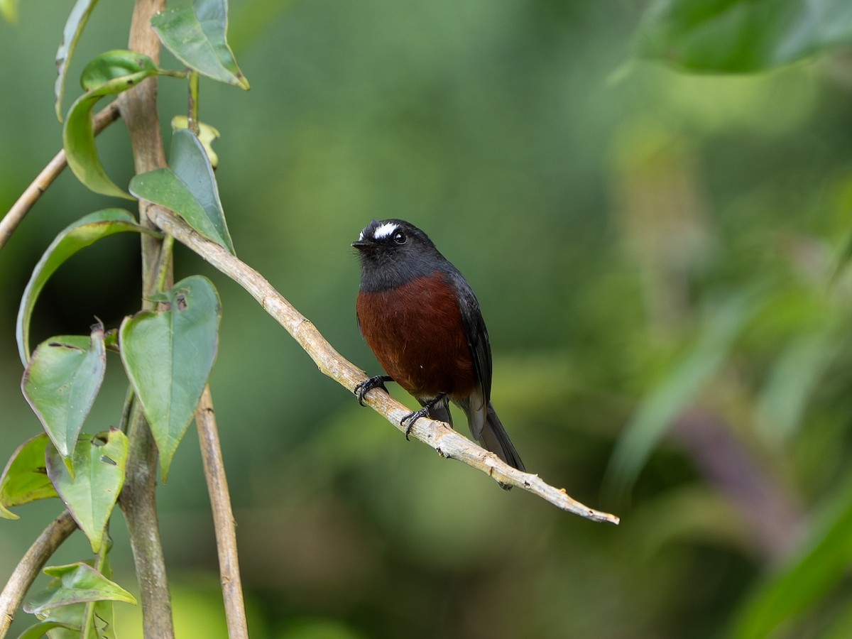 Пітайо темноспинний - ML647655551