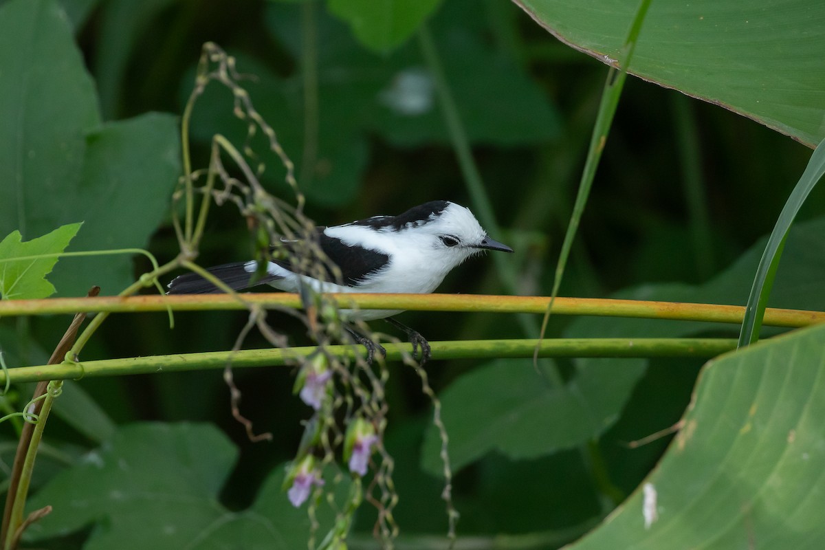 Moucherolle pie - ML647655571