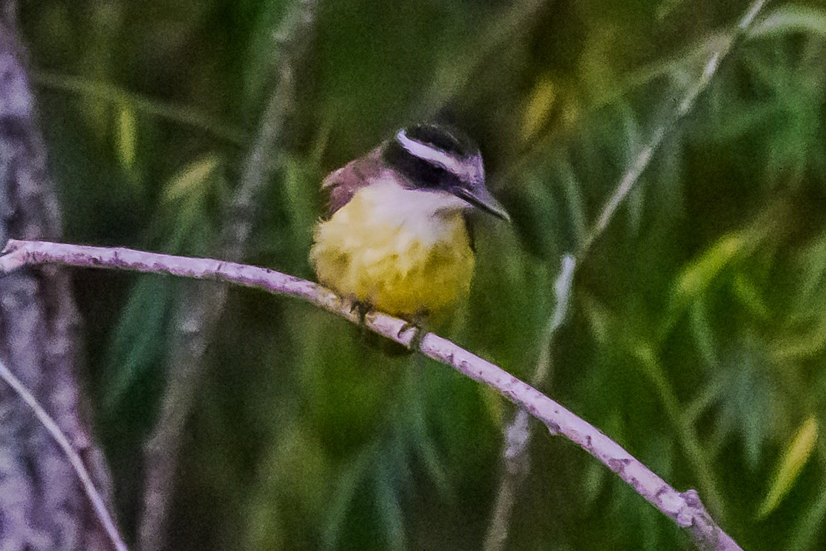 Tyran quiquivi - ML647655576