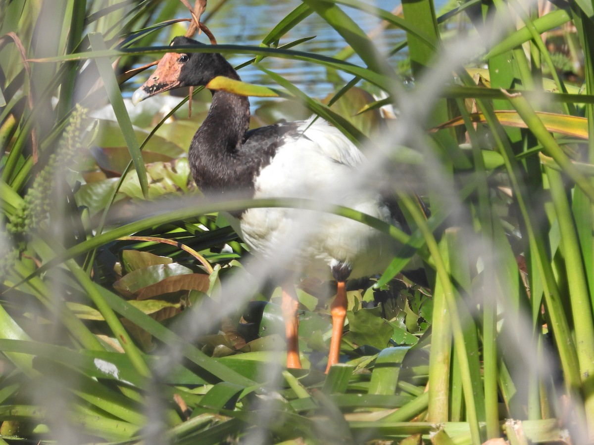 Canaroie semipalmée - ML647655578