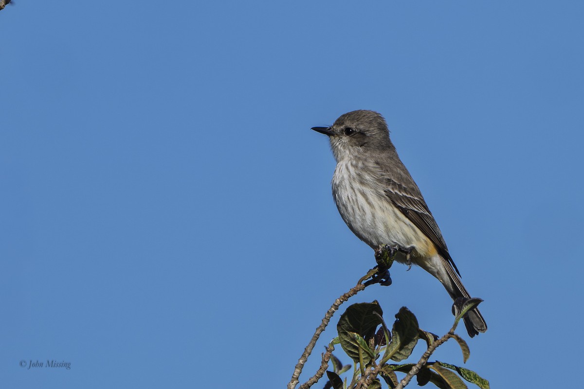 Moucherolle vermillon - ML647655579