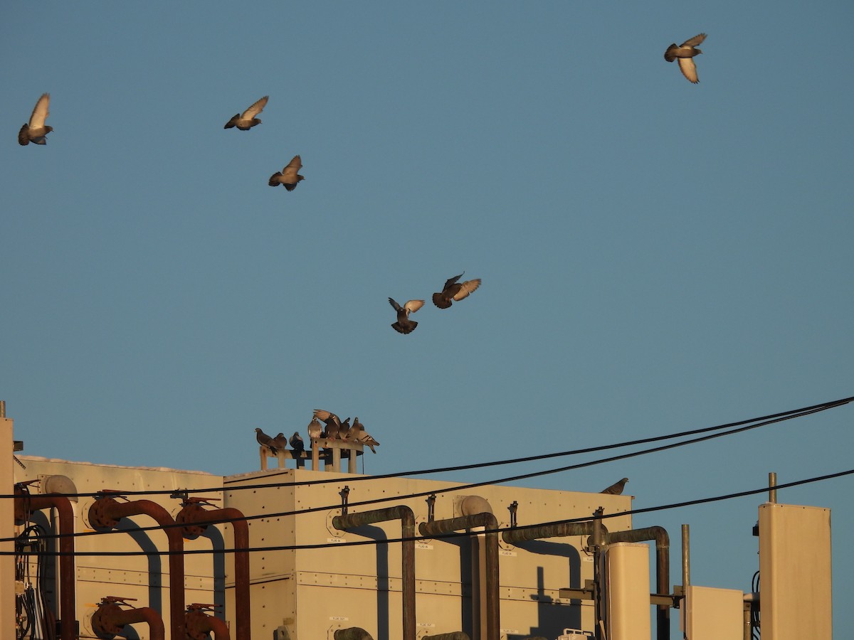 Pigeon biset (forme domestique) - ML647655583