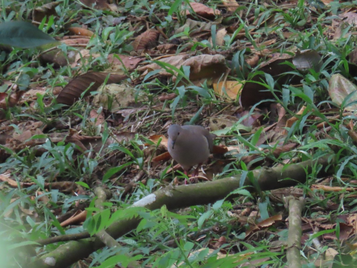 Colombe de Verreaux - ML647655587