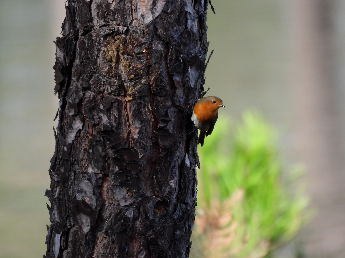Rougegorge familier - ML647655588