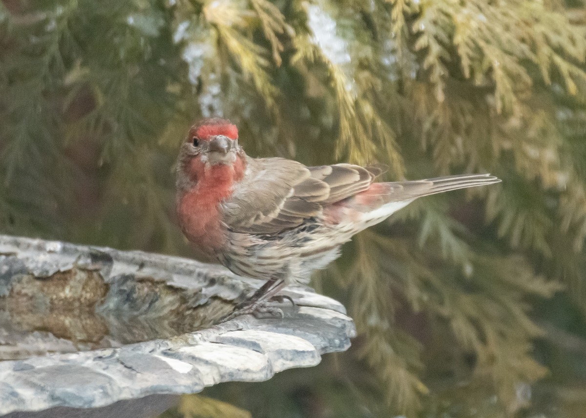 Чечевиця садова - ML647655593