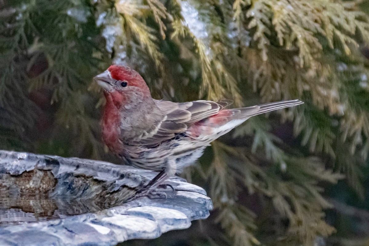 Чечевиця садова - ML647655594