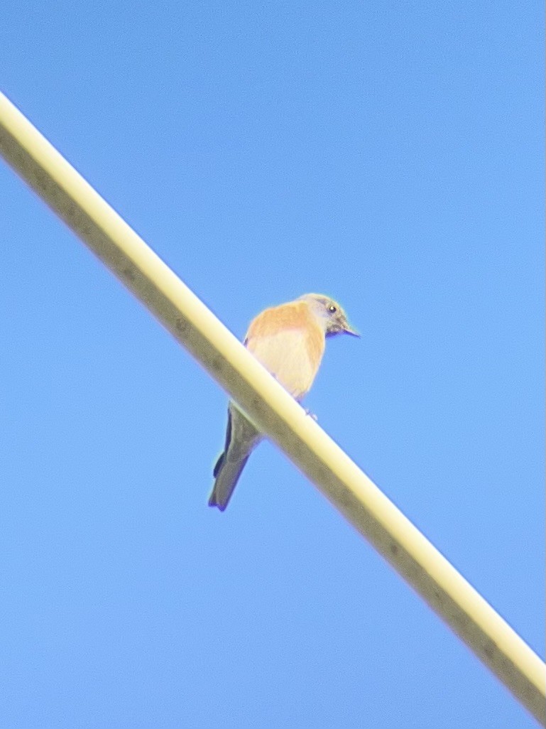 Merlebleu de l'Ouest - ML647655595