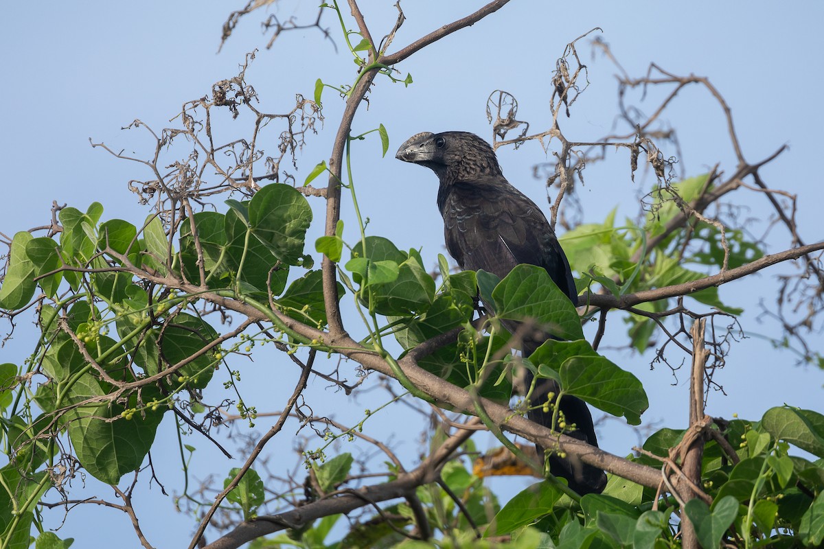Ani à bec lisse - ML647655596