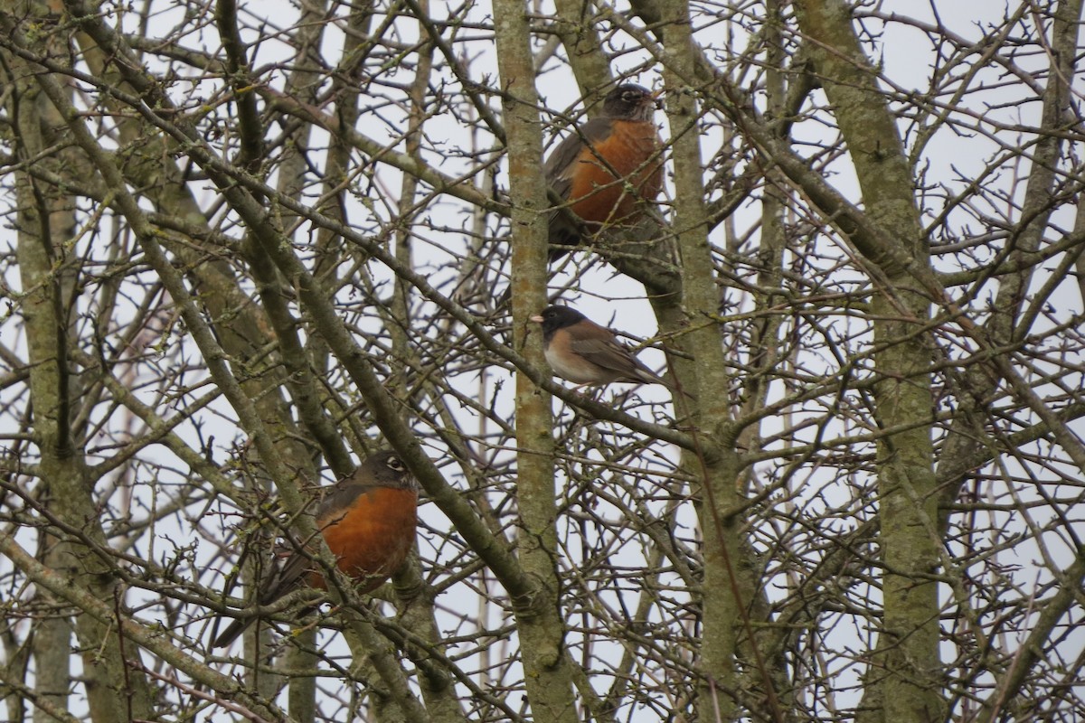 Merle d'Amérique - ML647655597