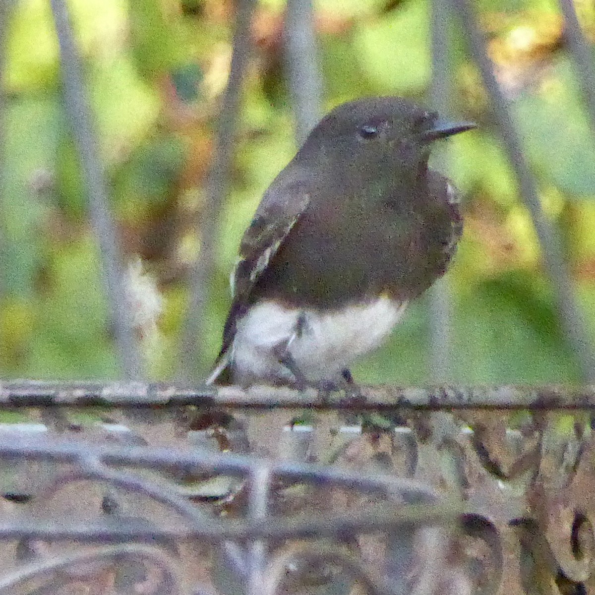 Moucherolle noir - ML647655603