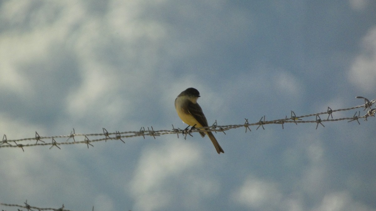 Moucherolle phébi - ML647655605