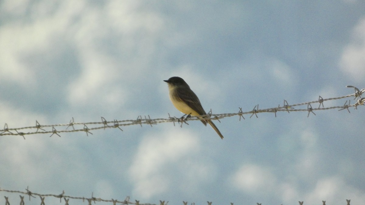 Moucherolle phébi - ML647655606