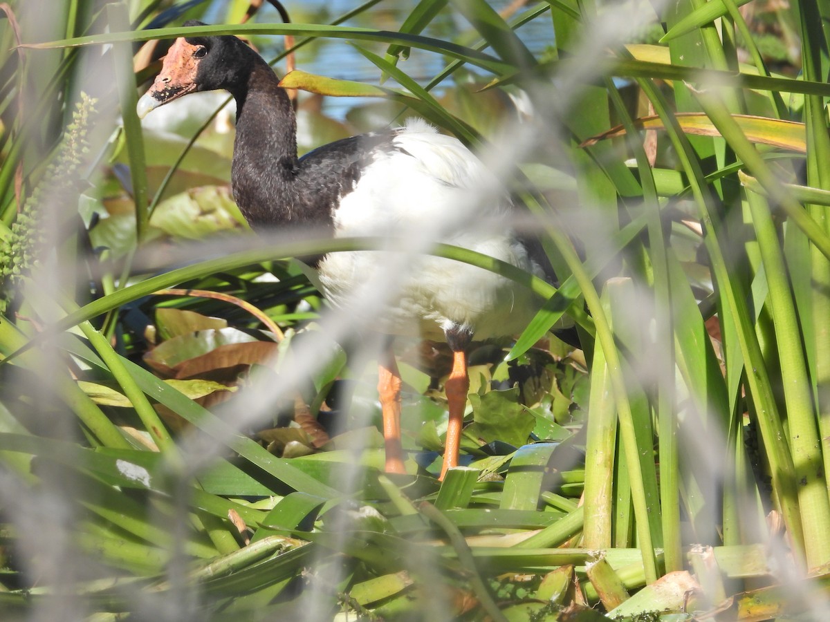 Canaroie semipalmée - ML647655607