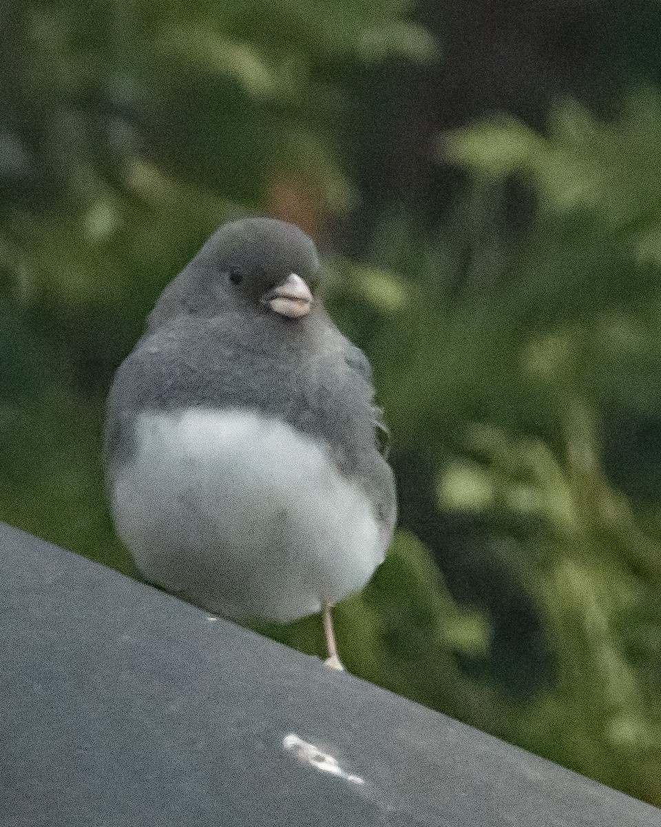 Junco ardoisé - ML647655609