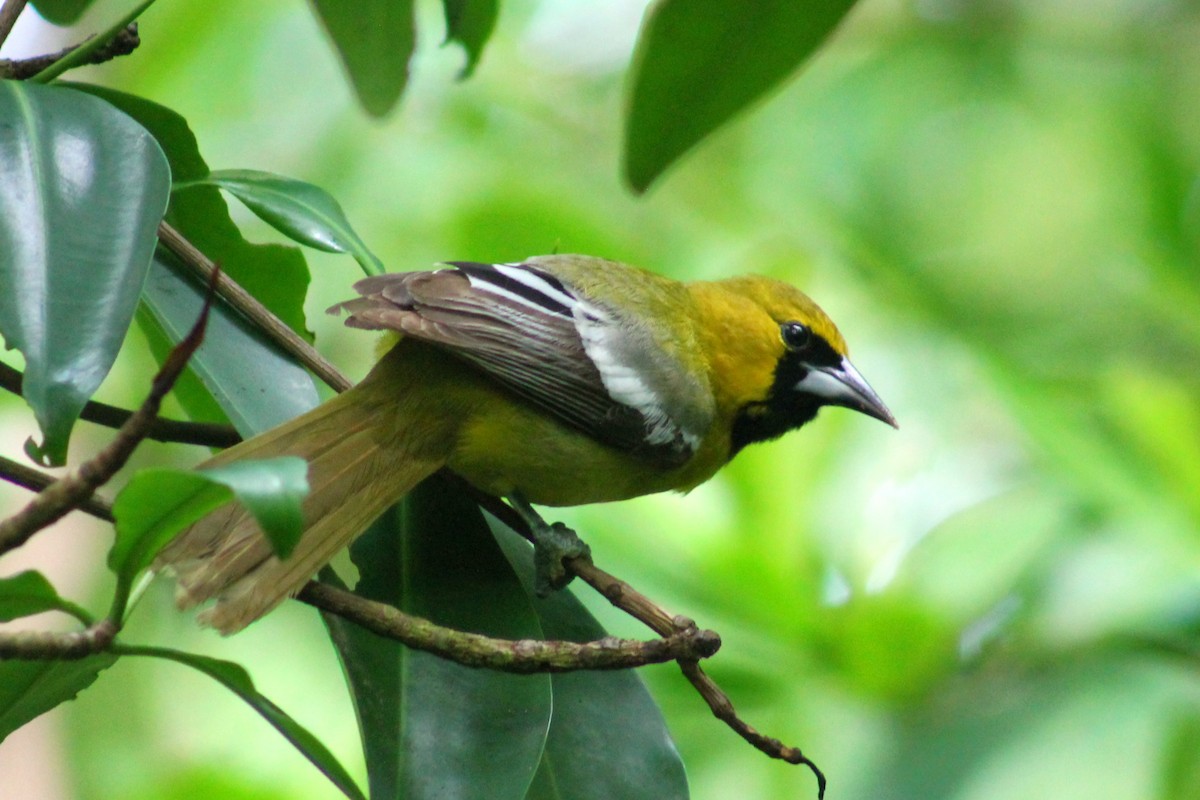 Oriole de Jamaïque - ML647655610