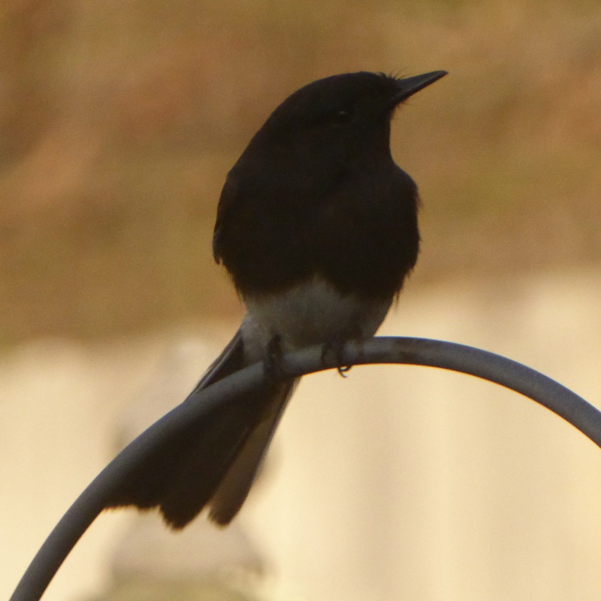 Moucherolle noir - ML647655611