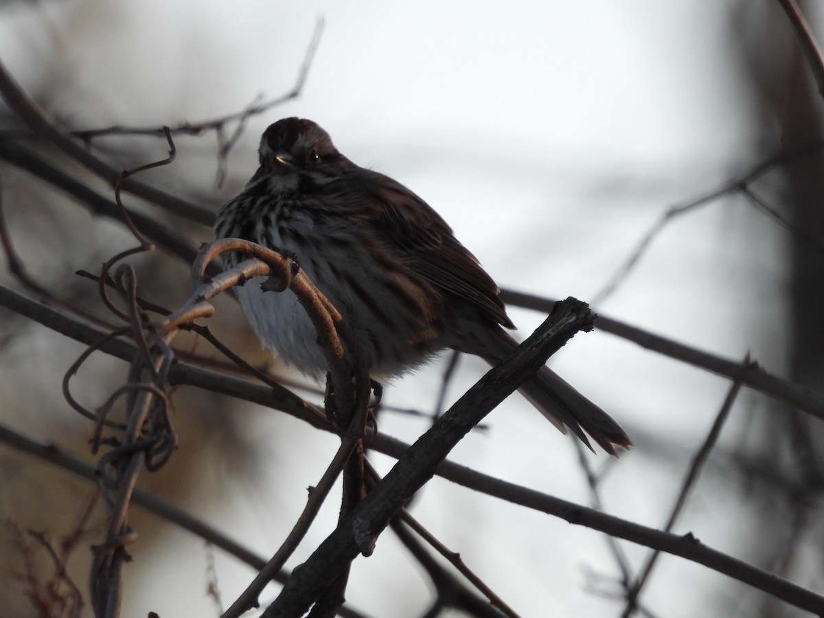 Bruant chanteur - ML647655613