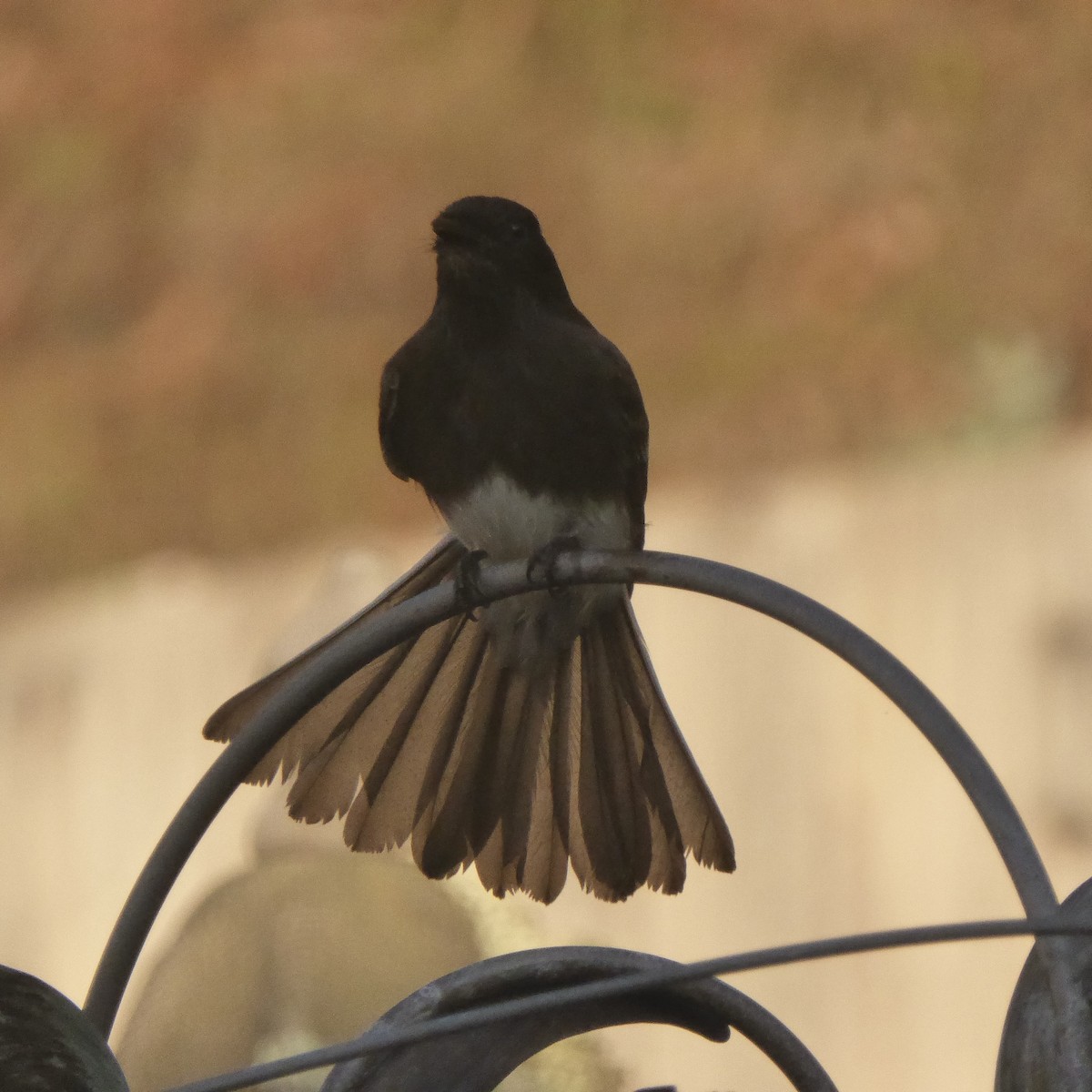 Moucherolle noir - ML647655614