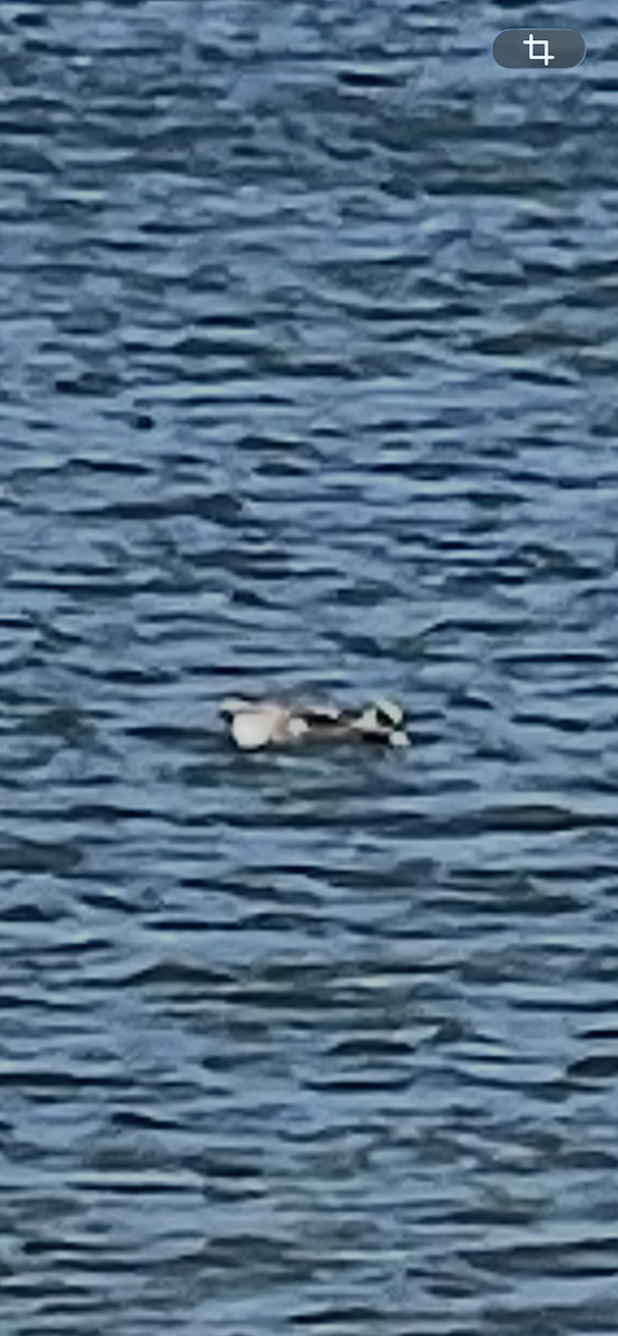 Canard d'Amérique - ML647655615