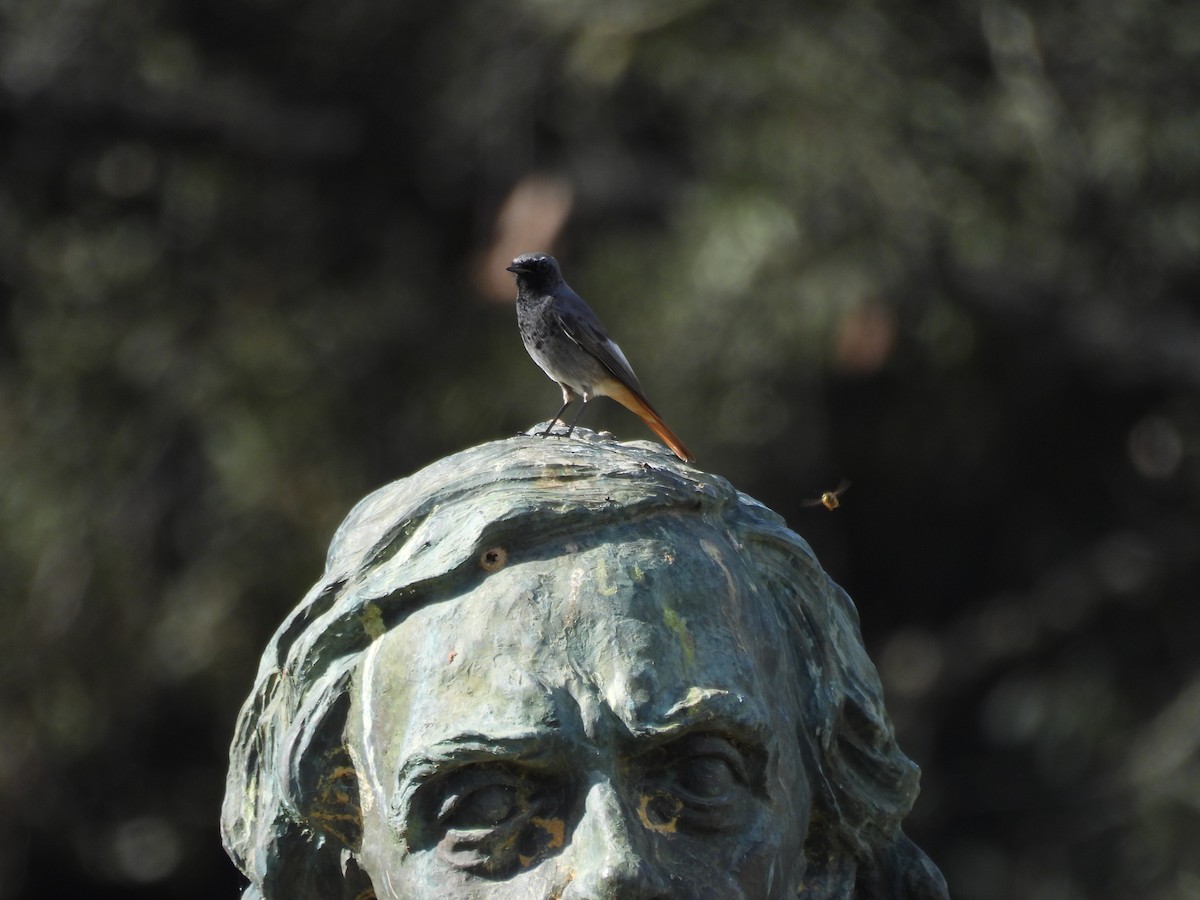 Rougequeue noir - ML647655617