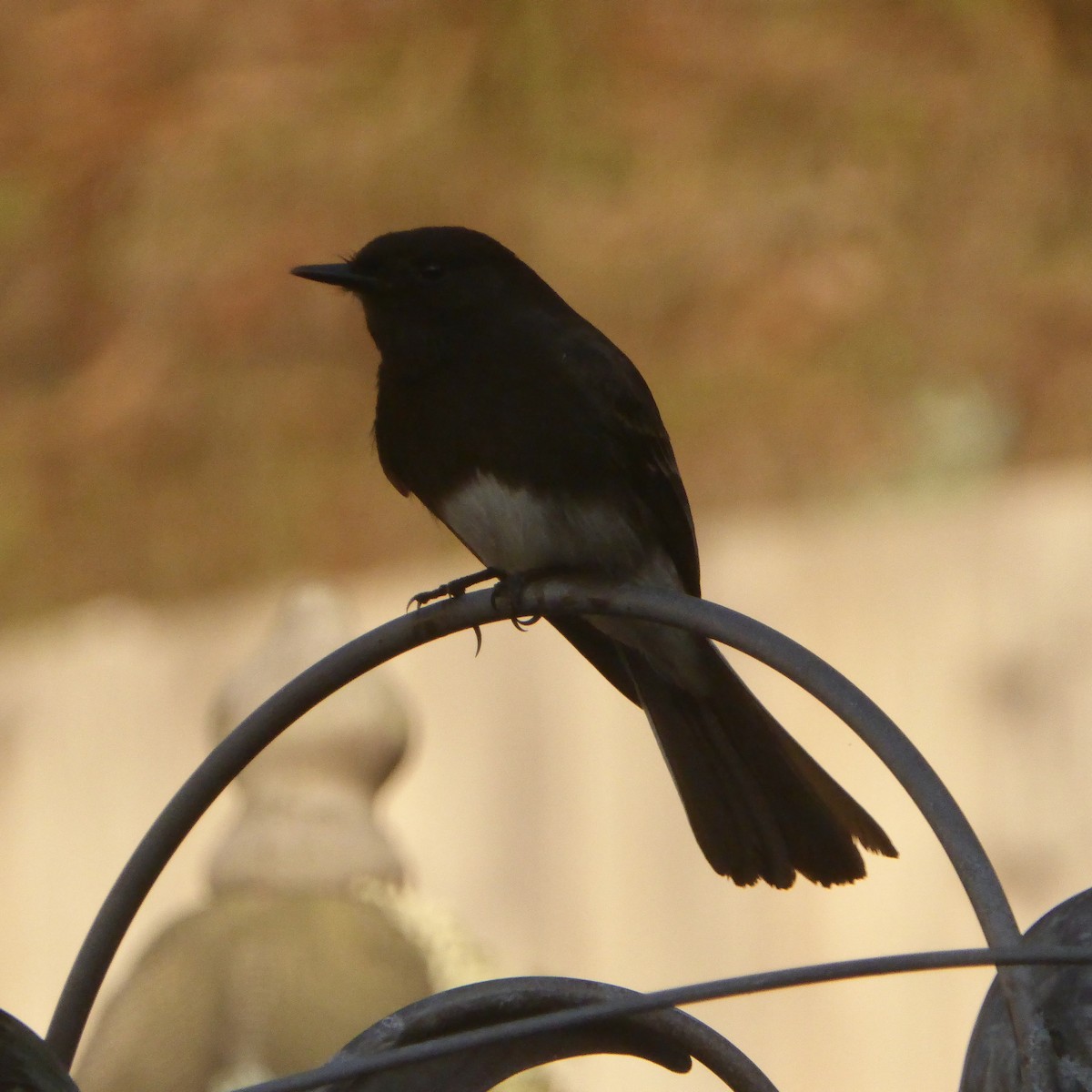 Moucherolle noir - ML647655618