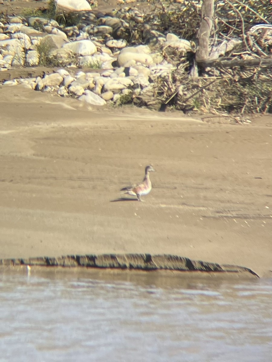 Canard d'Amérique - ML647655620