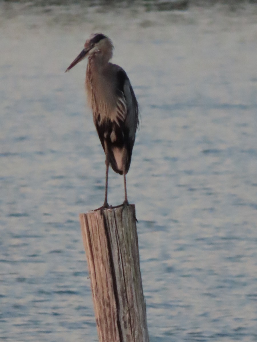 Grand Héron - ML647655622