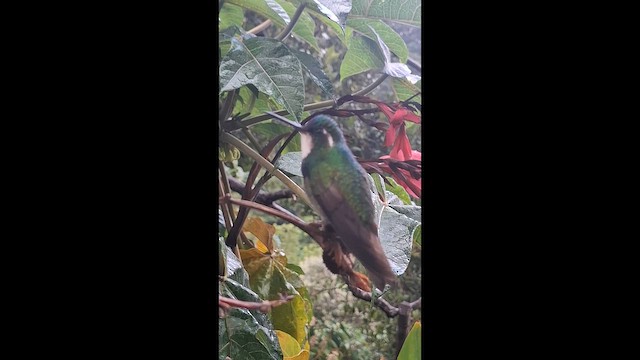 Белогорлый солнечник - ML647655628