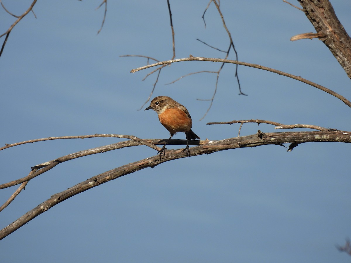 European Stonechat - ML647655635