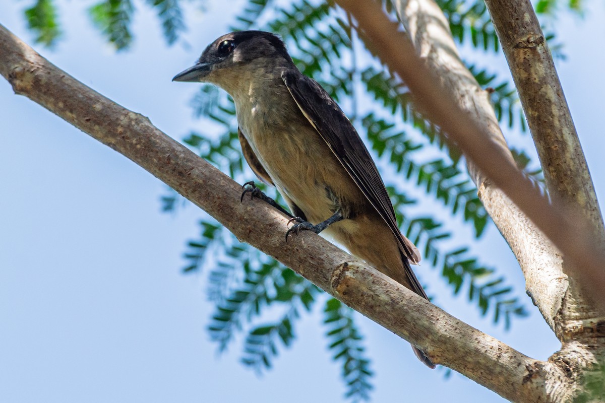 Tepeli Bekard - ML647655653